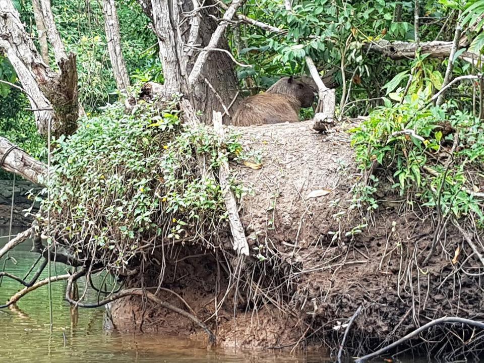 Pousada Morada Das Ilhas Boicucanga Buitenkant foto
